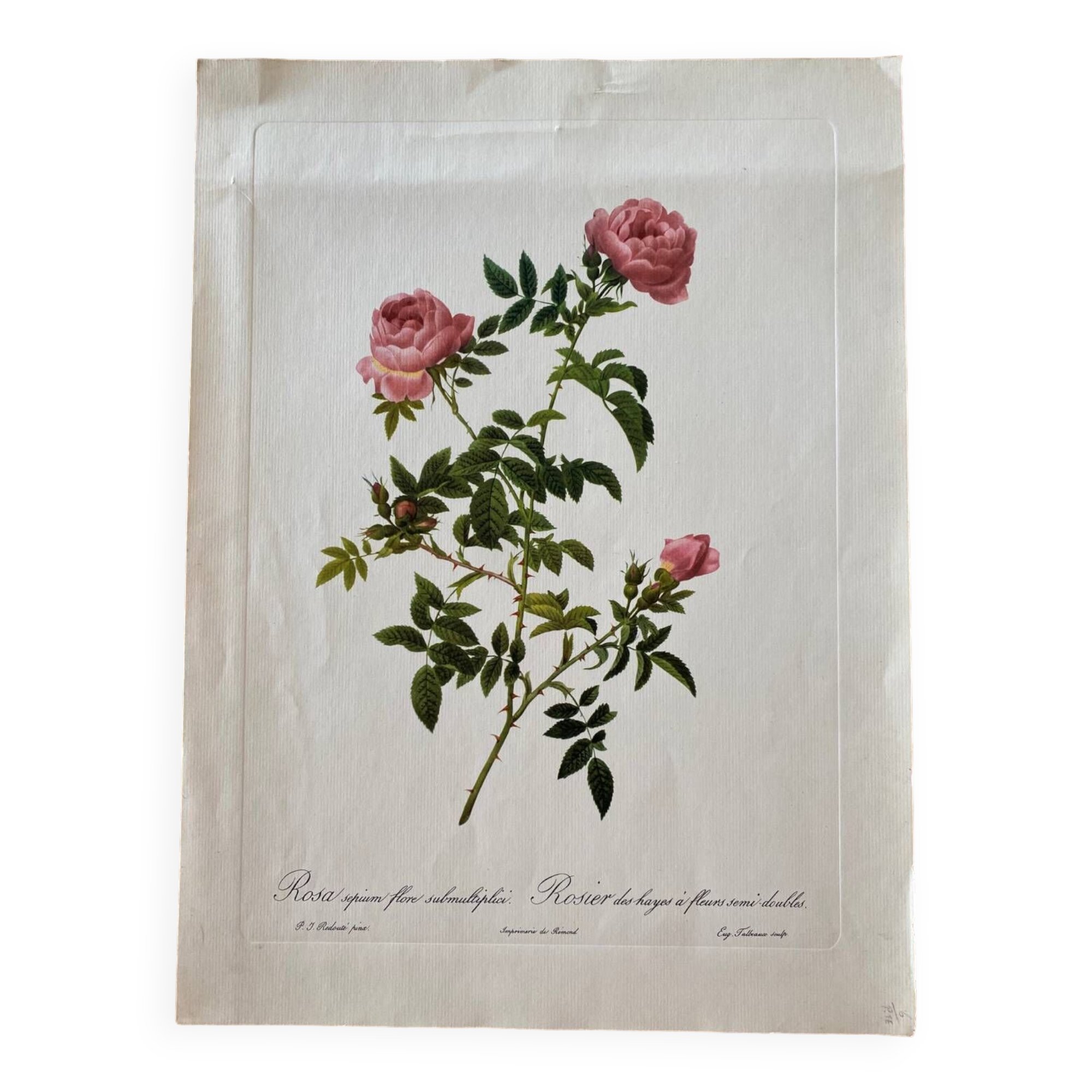 Botanical lithograph PJ Redouté Rosier des Hayes
