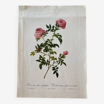 Botanical lithograph PJ Redouté Rosier des Hayes