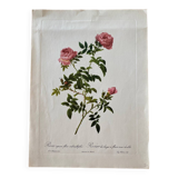 Botanical lithograph PJ Redouté Rosier des Hayes