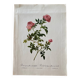 Botanical lithograph PJ Redouté Rosier des Hayes