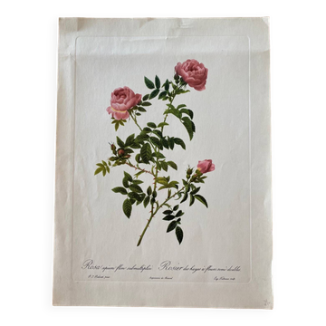 Lithographie botanique PJ Redouté Rosier des Hayes