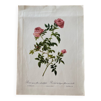 Botanical lithograph PJ Redouté Rosier des Hayes