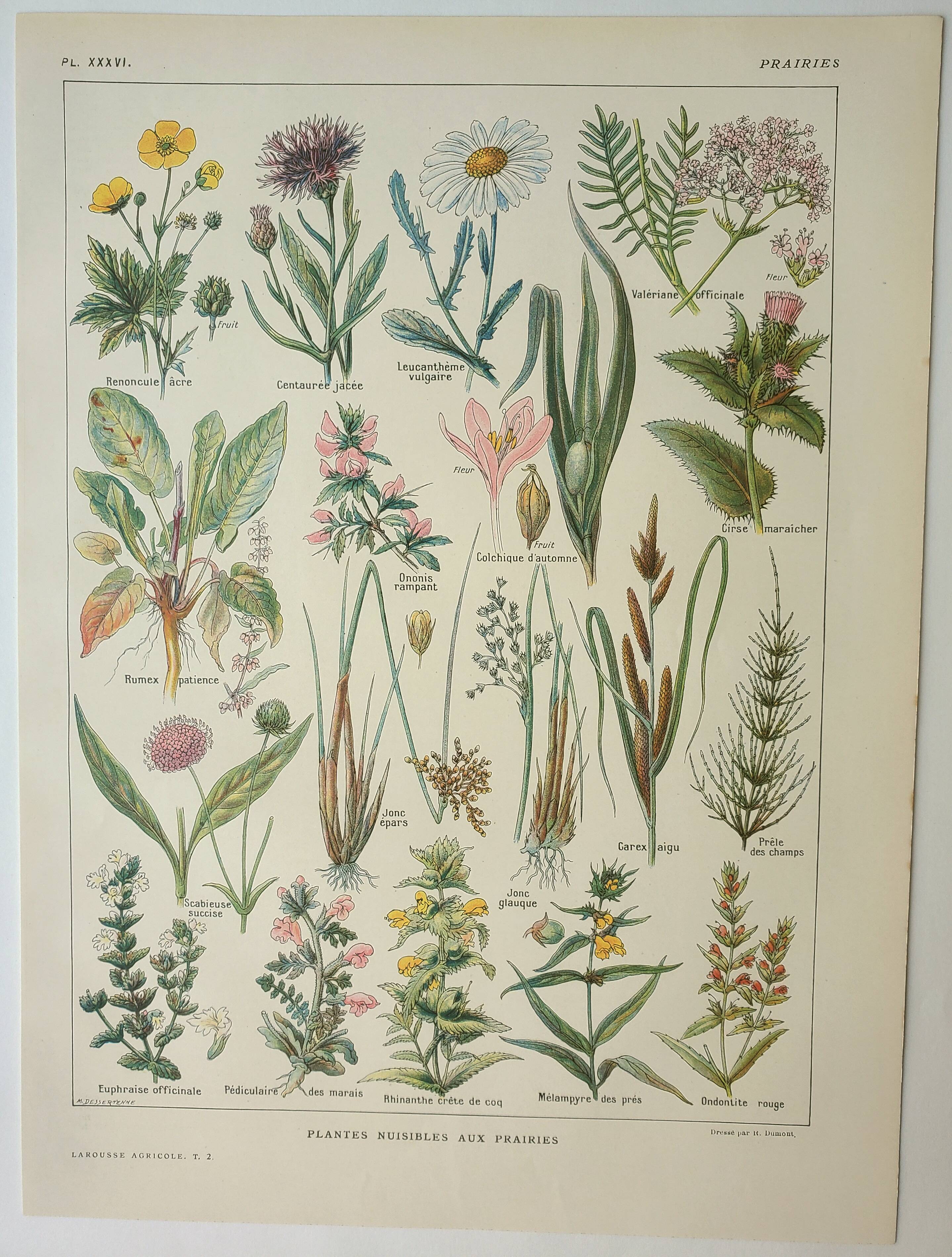 Old engraving 1922, Flora harmful to meadows, wild plant • Lithograph, original illustration