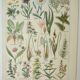 Old engraving 1922, Flora harmful to meadows, wild plant • Lithograph, original illustration