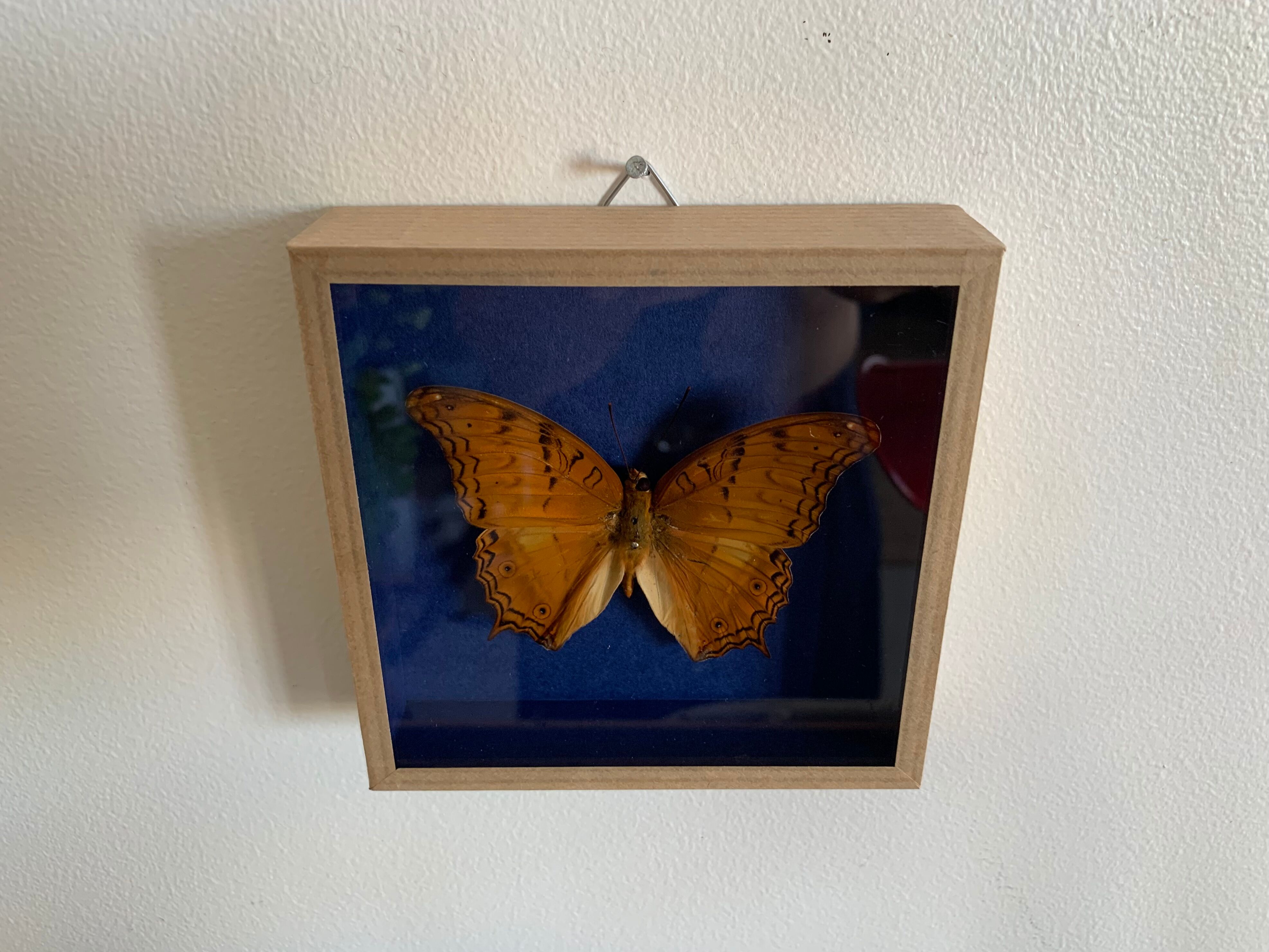 Butterfly stuffed under glass