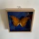 Butterfly stuffed under glass