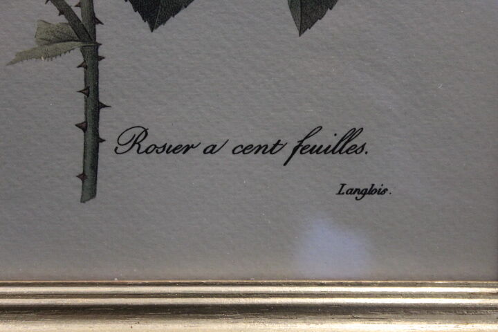 Botanical board framed PJ Dreaded