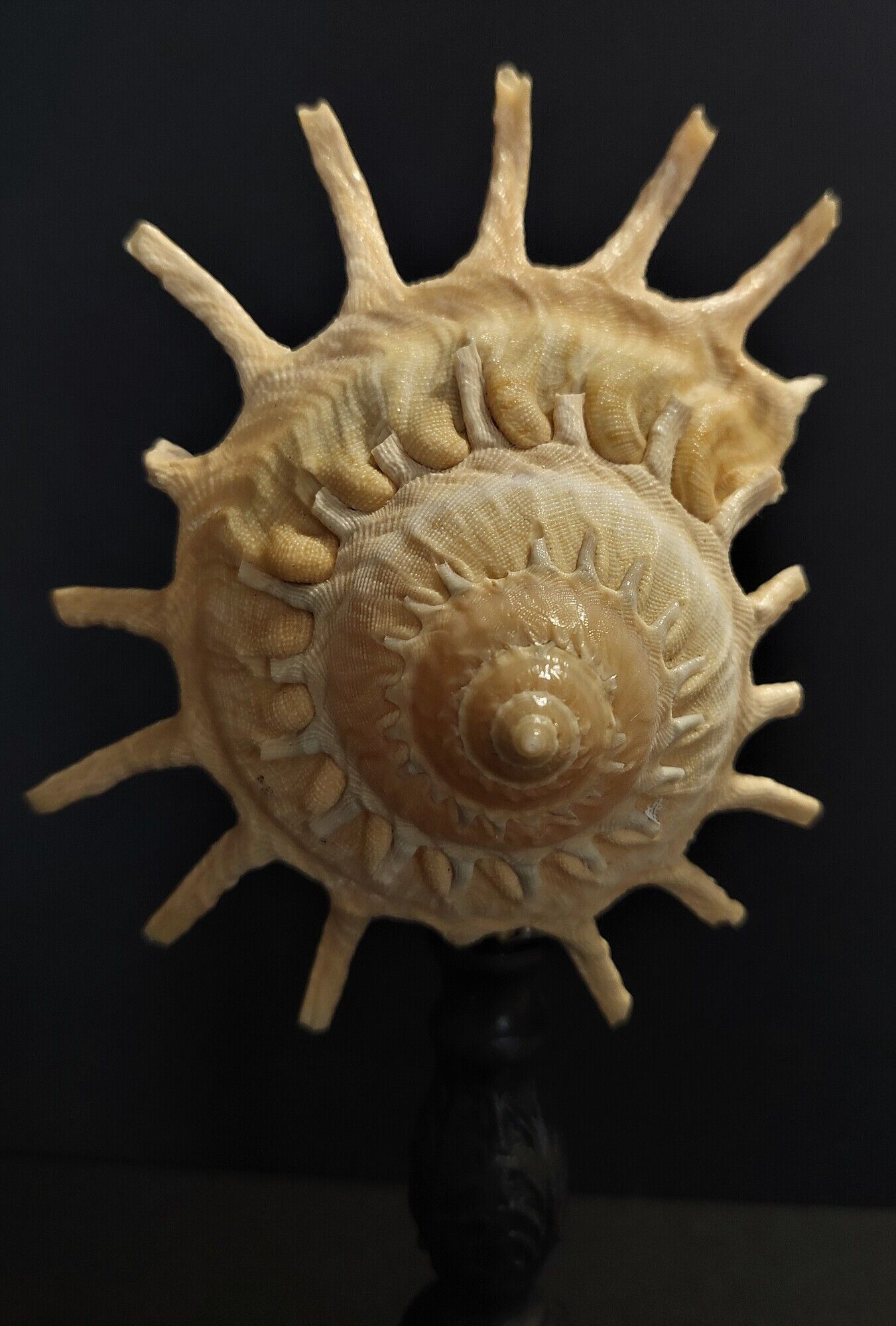Cabinet de Curiosités coquillage stellaria solaris sur socle