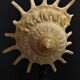 Cabinet de Curiosités coquillage stellaria solaris sur socle