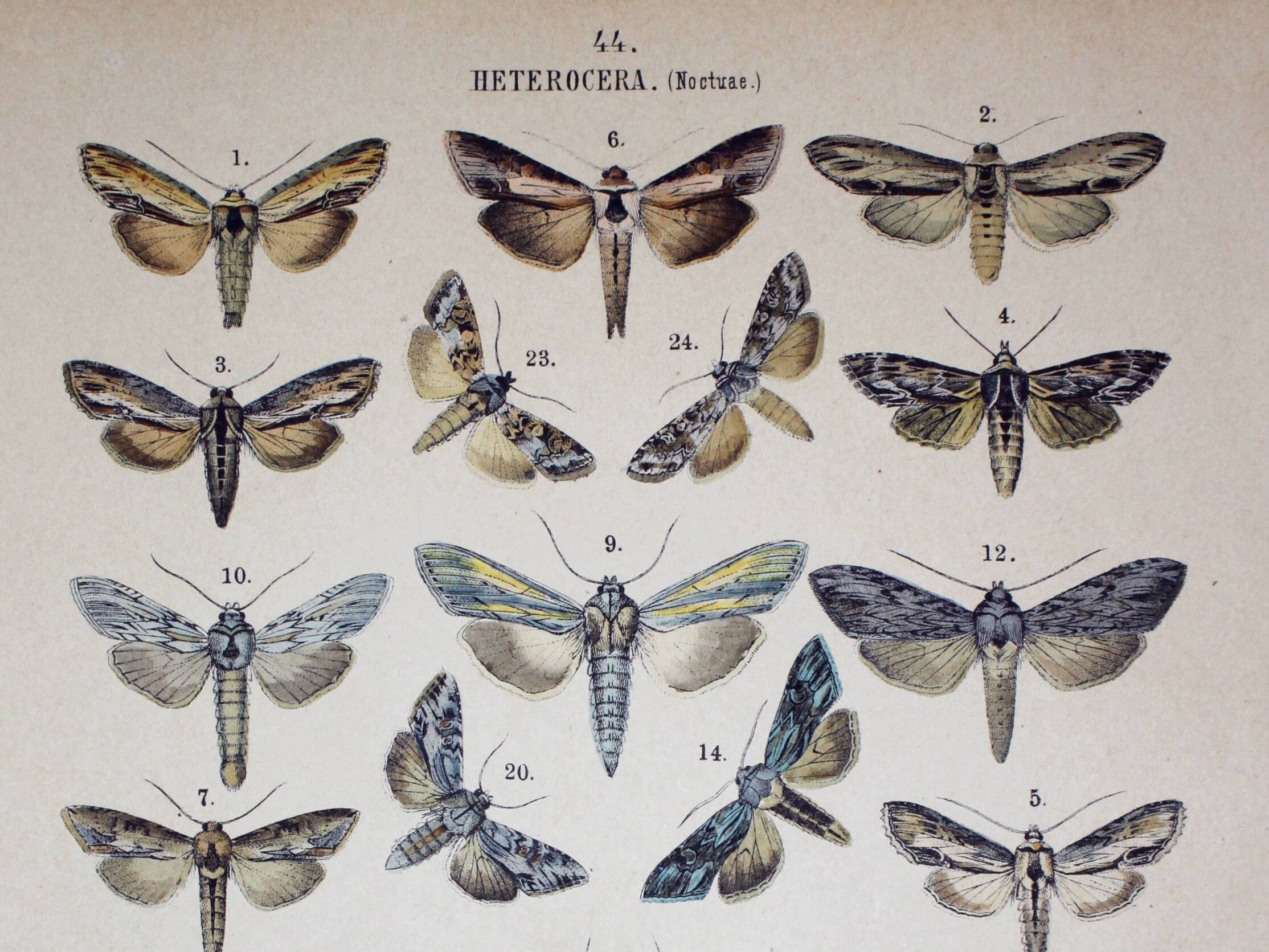 Butterfly Engraving. Antique Lithograph from 1887 - Scrophulariae - Insects