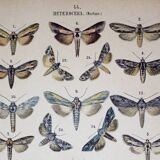 Butterfly Engraving. Antique Lithograph from 1887 - Scrophulariae - Insects