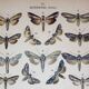 Butterfly Engraving. Antique Lithograph from 1887 - Scrophulariae - Insects