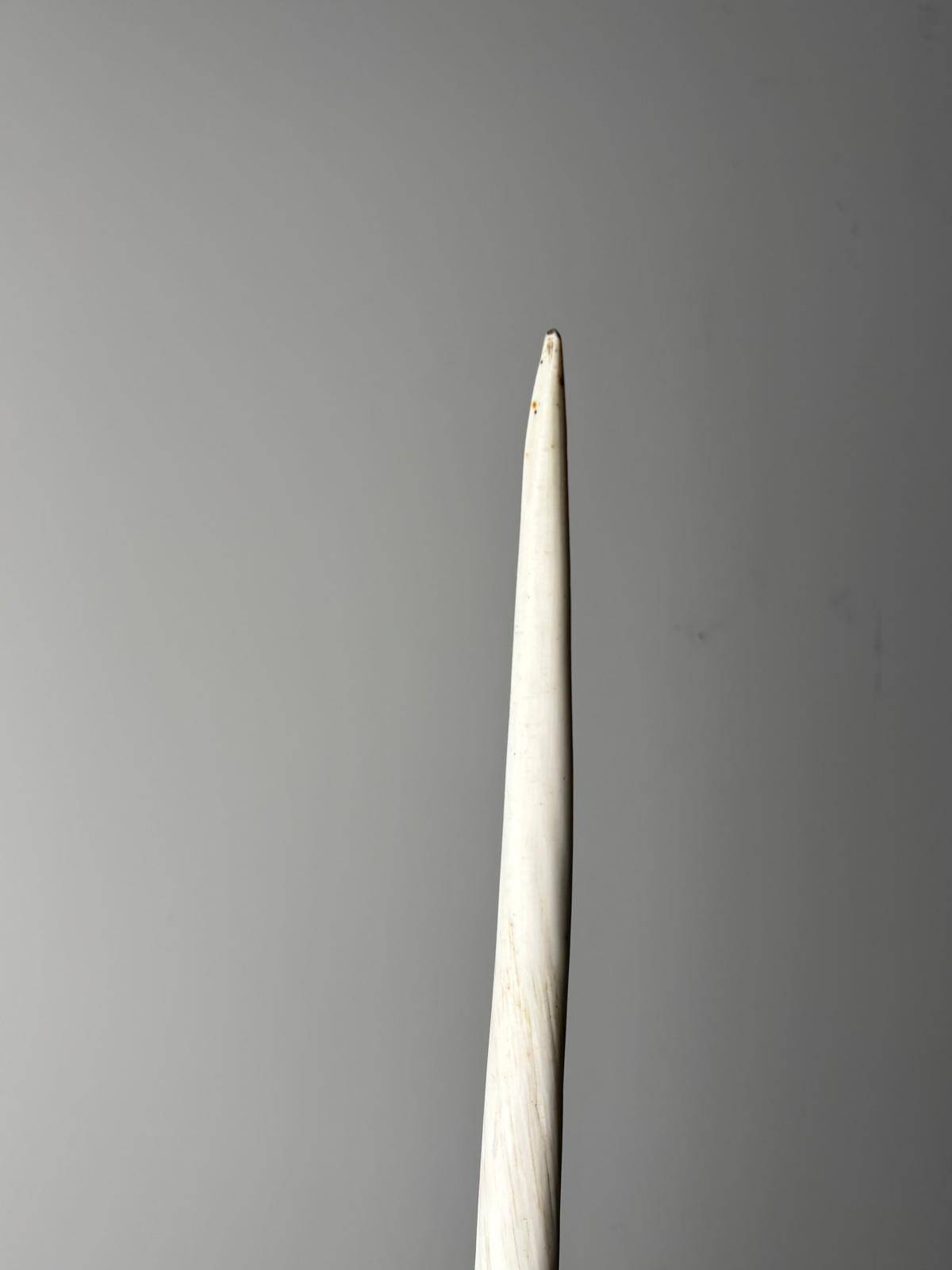 narwhal tusk mounted as a lamp - Denmark (Greenland) 1940s