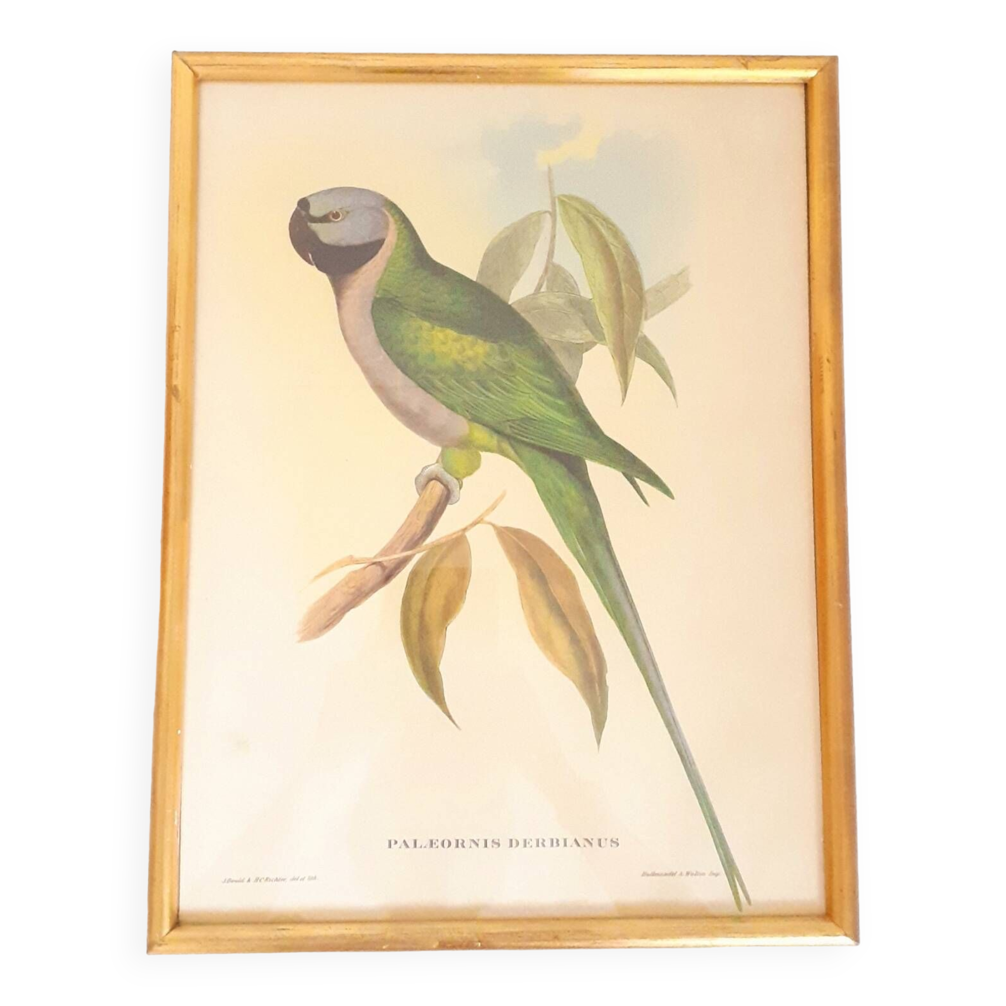 Vintage J.Gould color lithograph