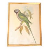 Vintage J.Gould color lithograph