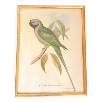 Lithographie couleur J.Gould vintage