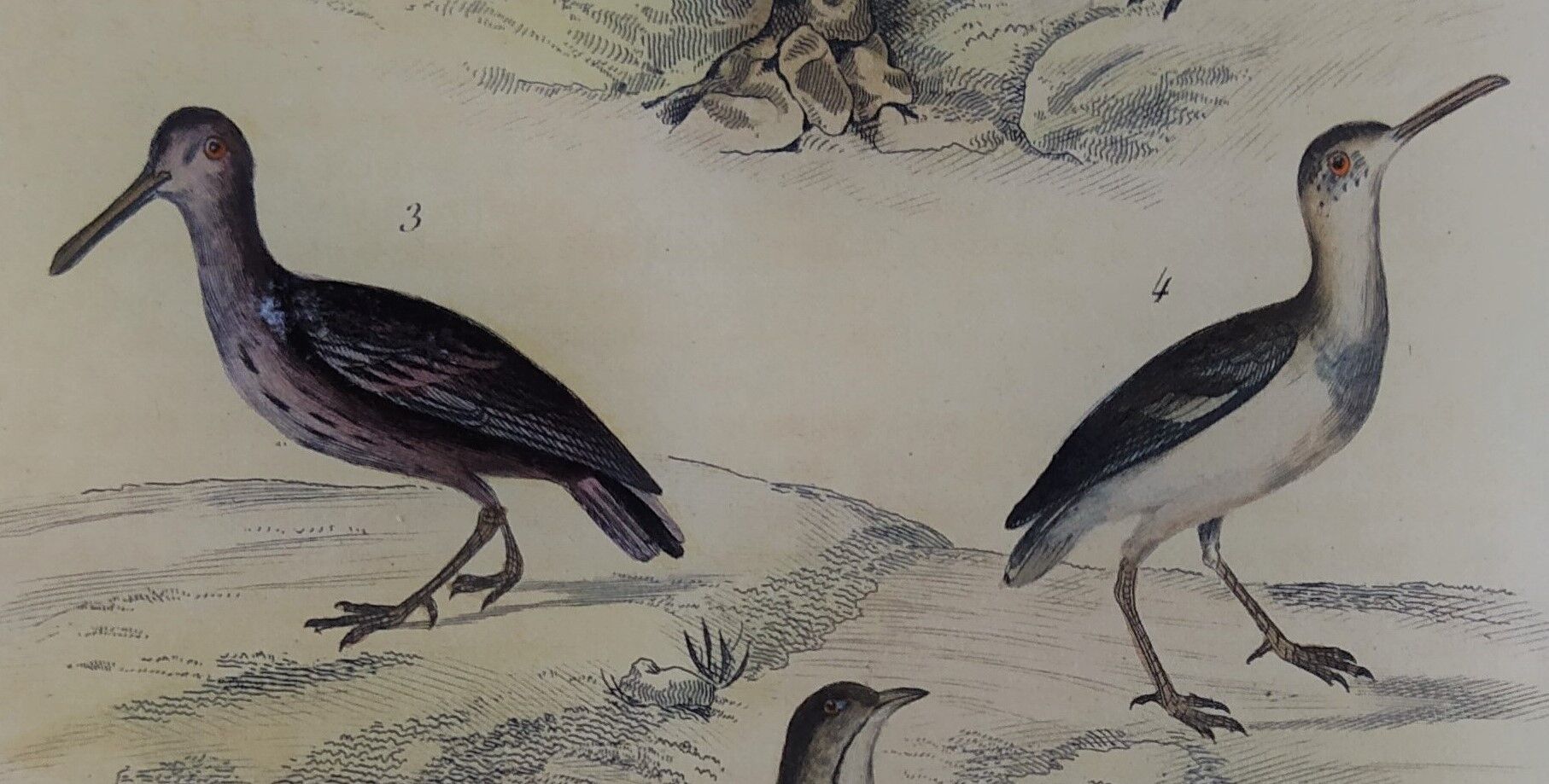 Original ornithological plate "