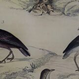Original ornithological plate "