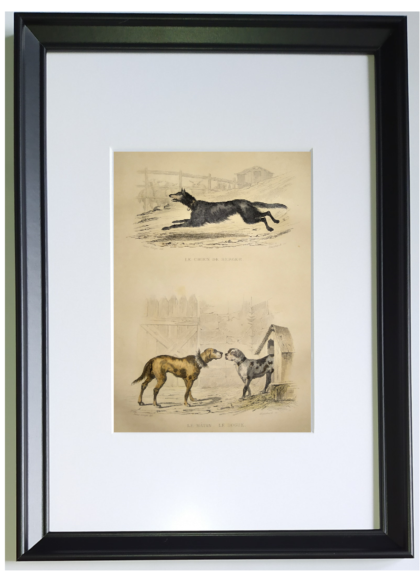 Original zoological frame engraving from 1839 " shepherd dog,....,.... "