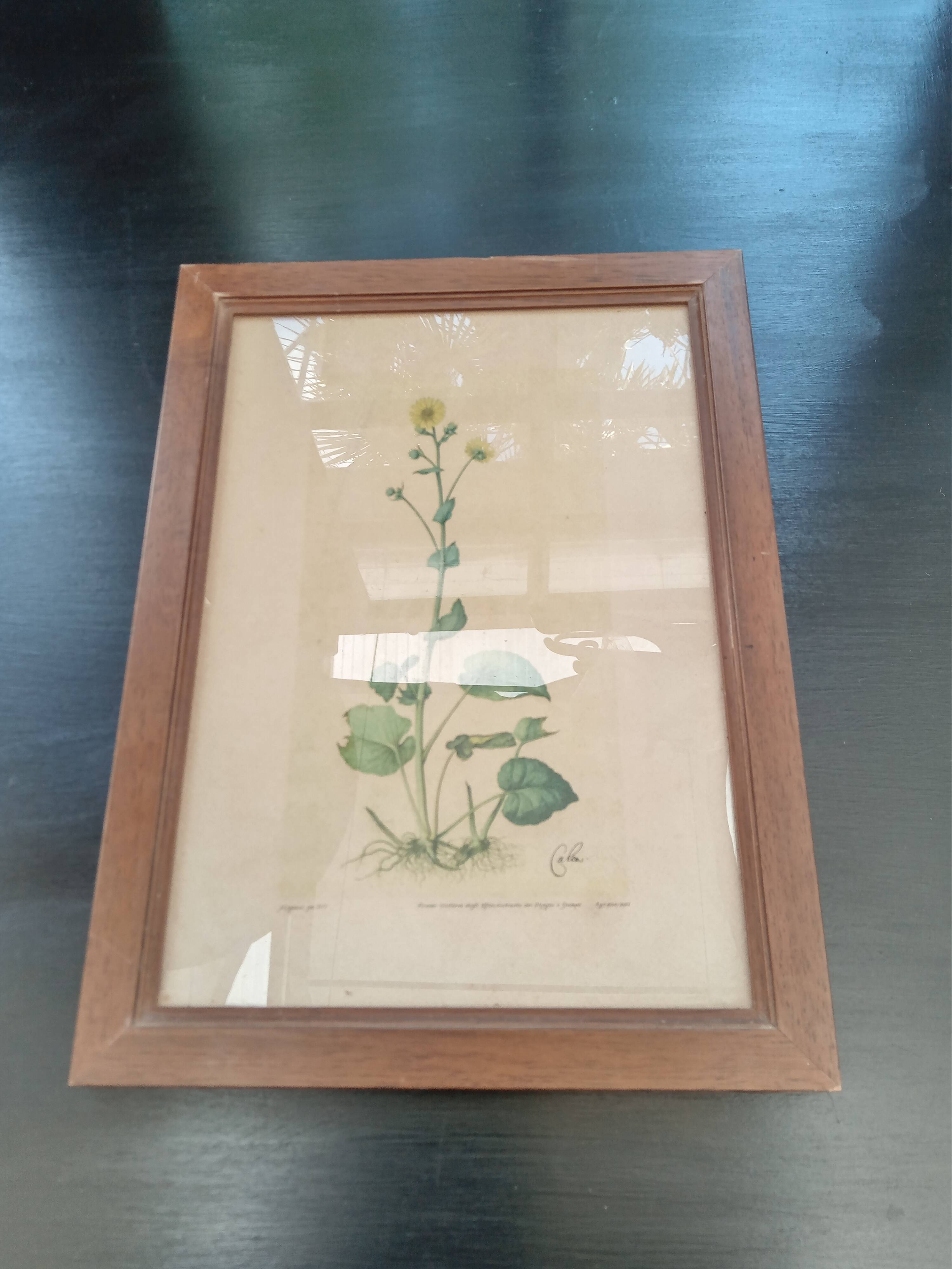 Botanical plate