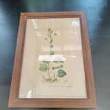 Botanical plate