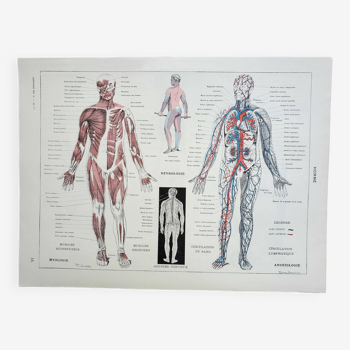 Gravure ancienne 1928, Homme, anatomie, biologie, médecine • Lithographie, Planche originale