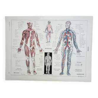 Gravure ancienne 1928, Homme, anatomie, biologie, médecine • Lithographie, Planche originale