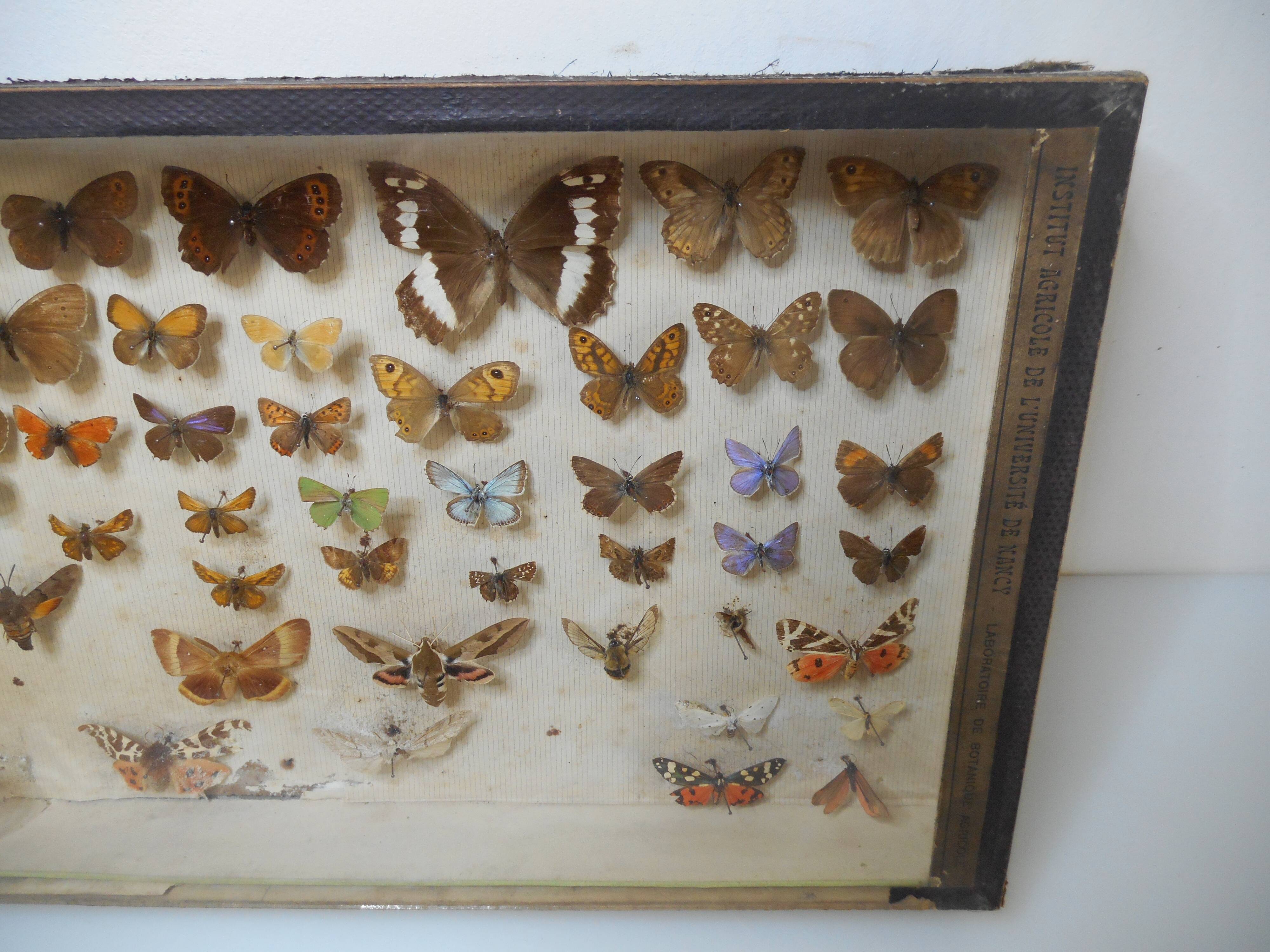 Old butterflies 1920 under glass