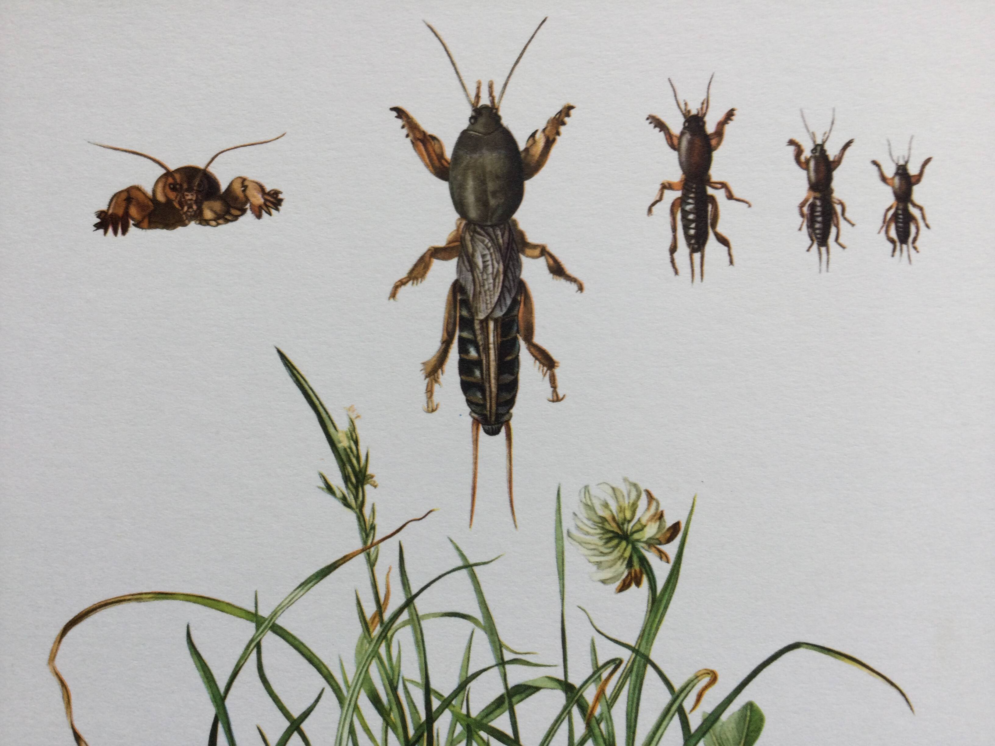 Antique illustration "insects", 1960s