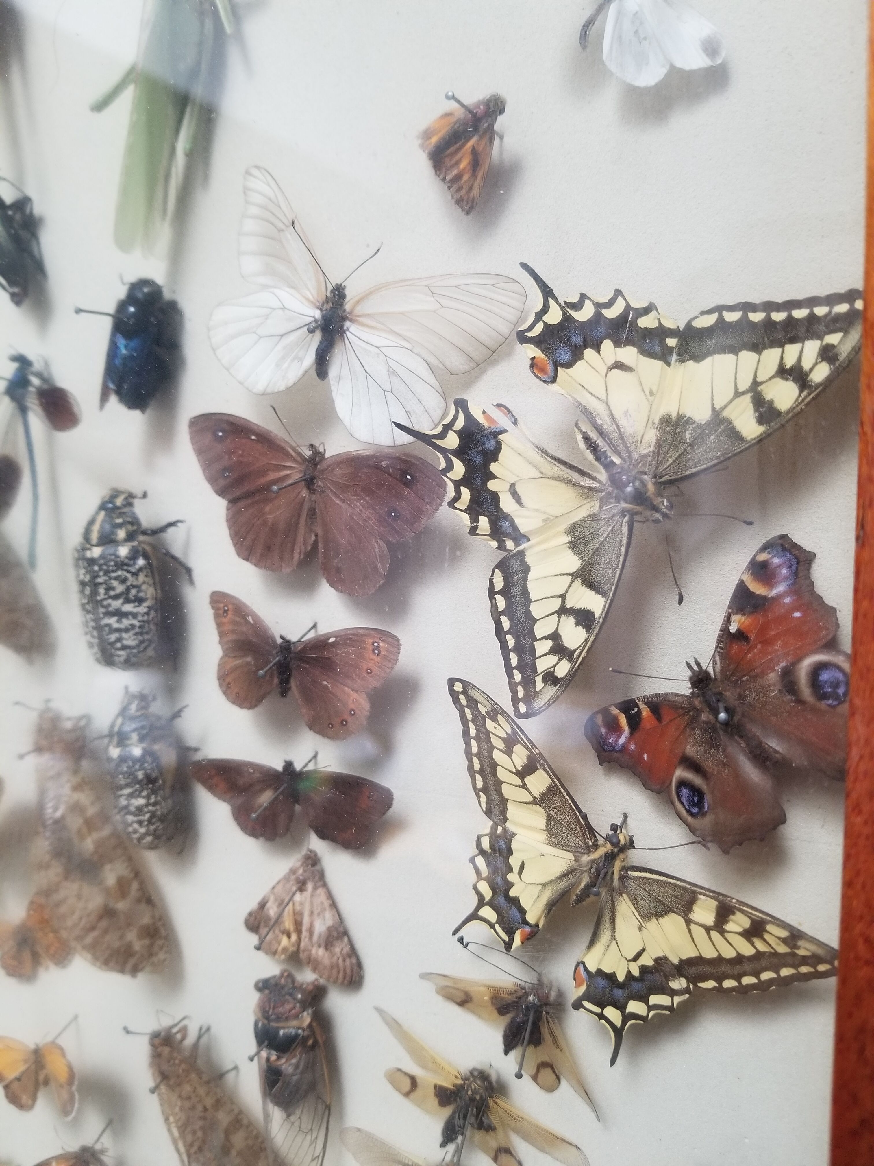 Vintage naturalized insect frame