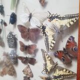 Vintage naturalized insect frame