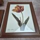 Lot de 3 cadres botaniques P.j. Redouté – Roses & tulipe