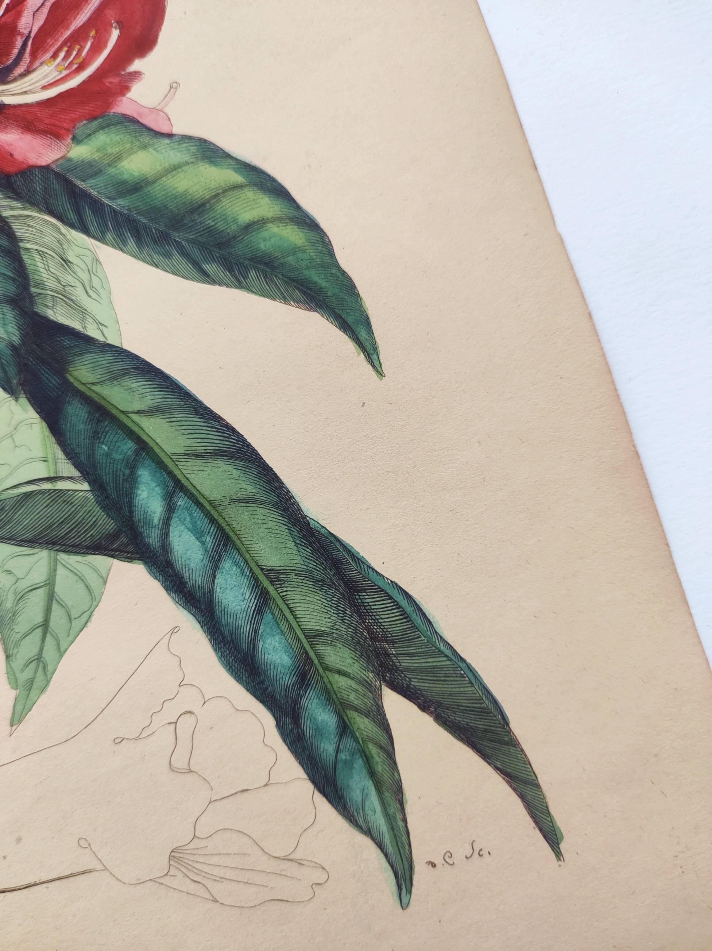 Gravure ancienne de 1838 -Rosage- Planche coloriée à la main botanique. Fleur de Du Casse.