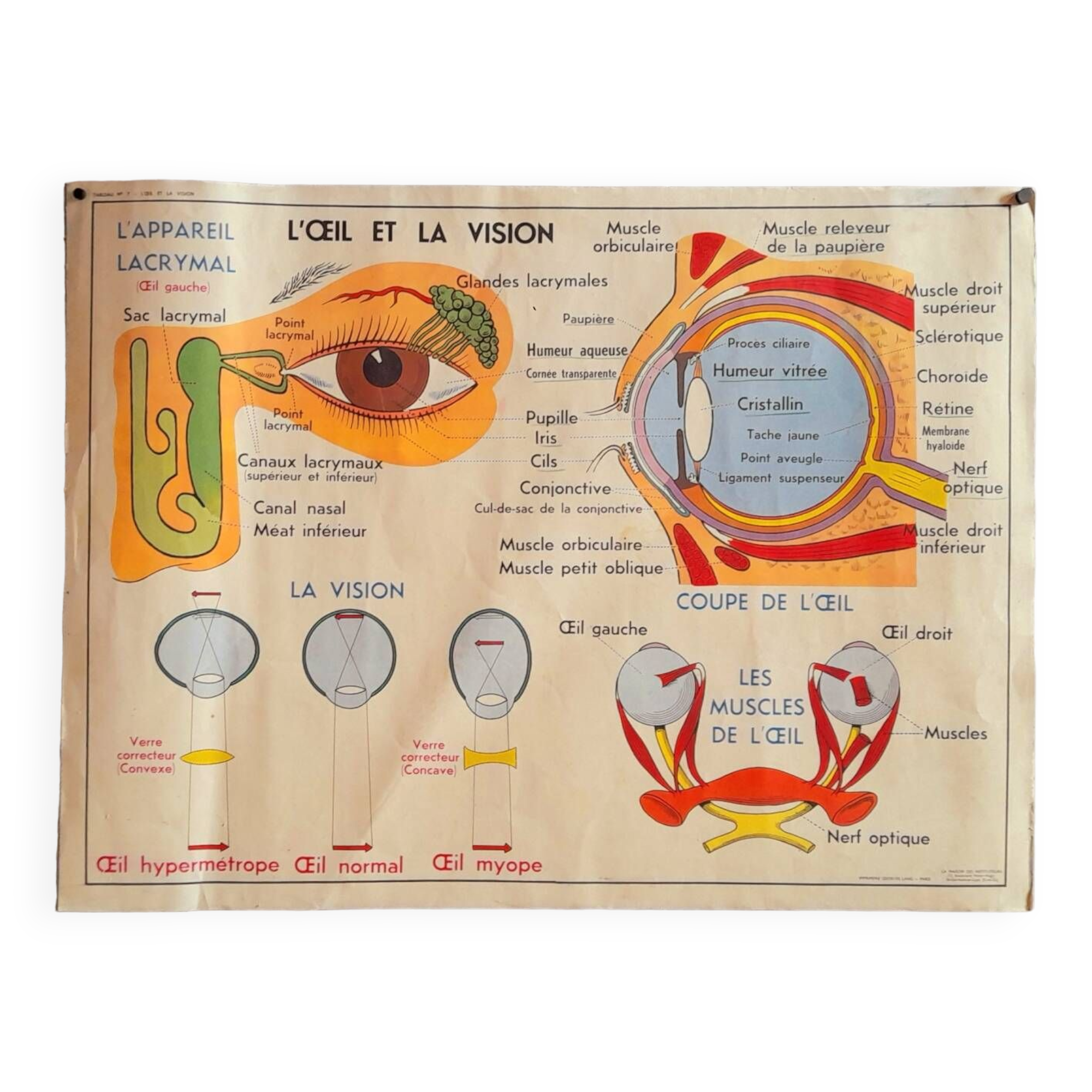 School poster the eye, the ear, the nose.