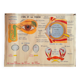 Affiche scolaire l'œil ,l'oreille ,le nez.
