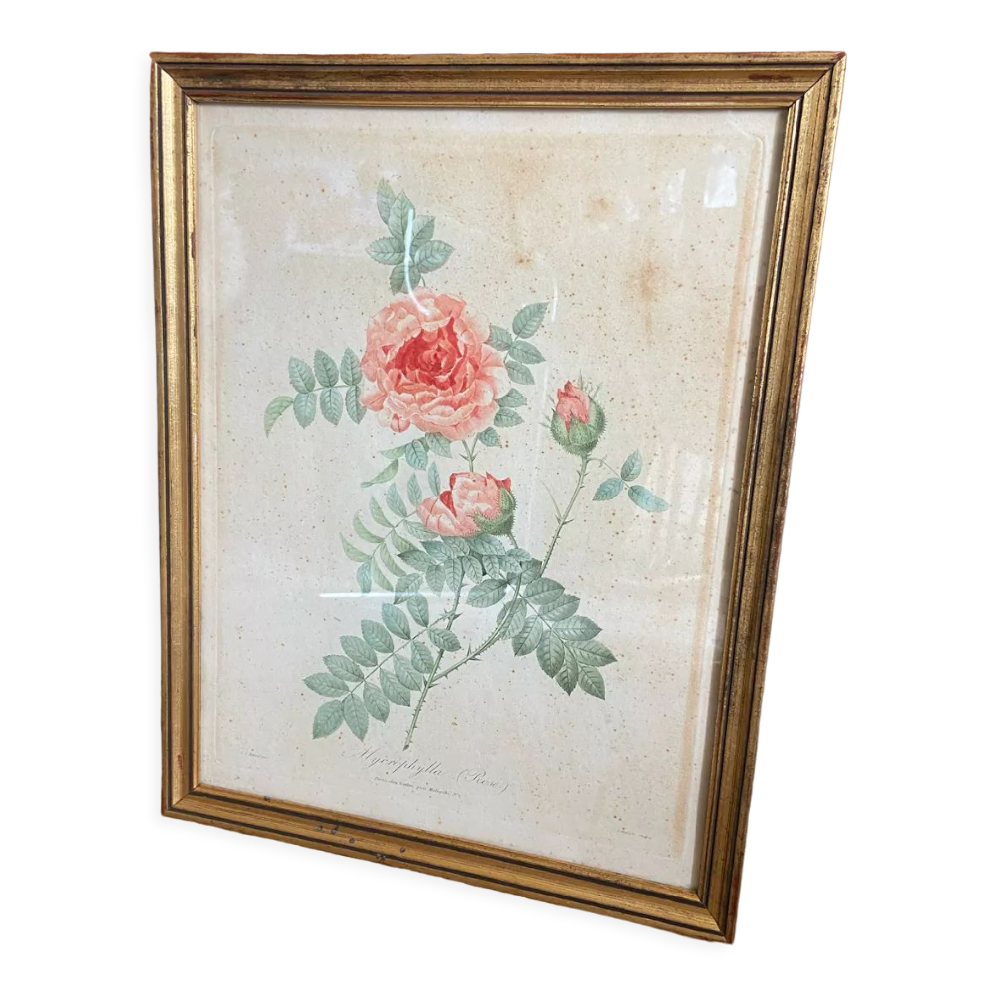 Ancient botanical poster