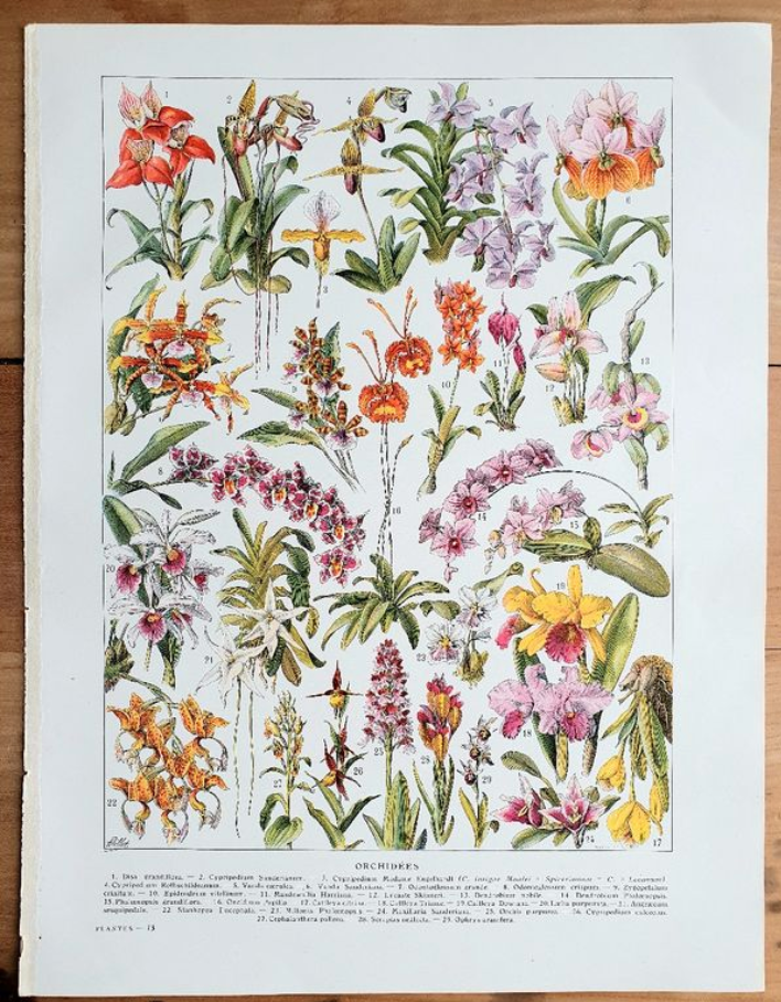 Old botanical board 20s orchids