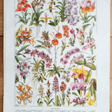 Old botanical board 20s orchids