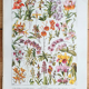 Old botanical board 20s orchids