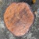 pair of rustic tripod farm stools 1950 brutalist wooden vintage French stool