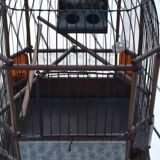 Old bird cage