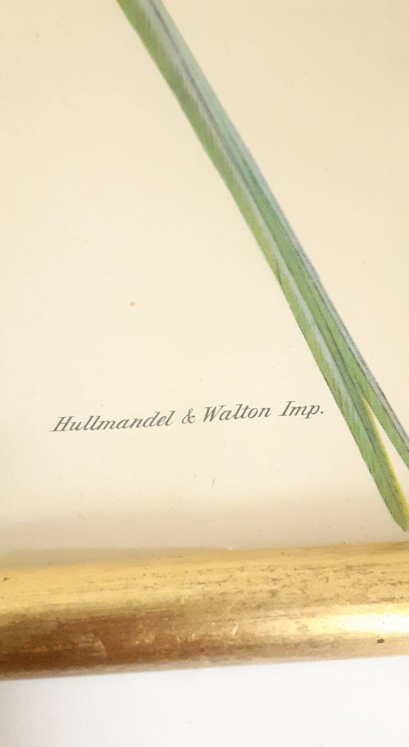 Vintage J.Gould color lithograph