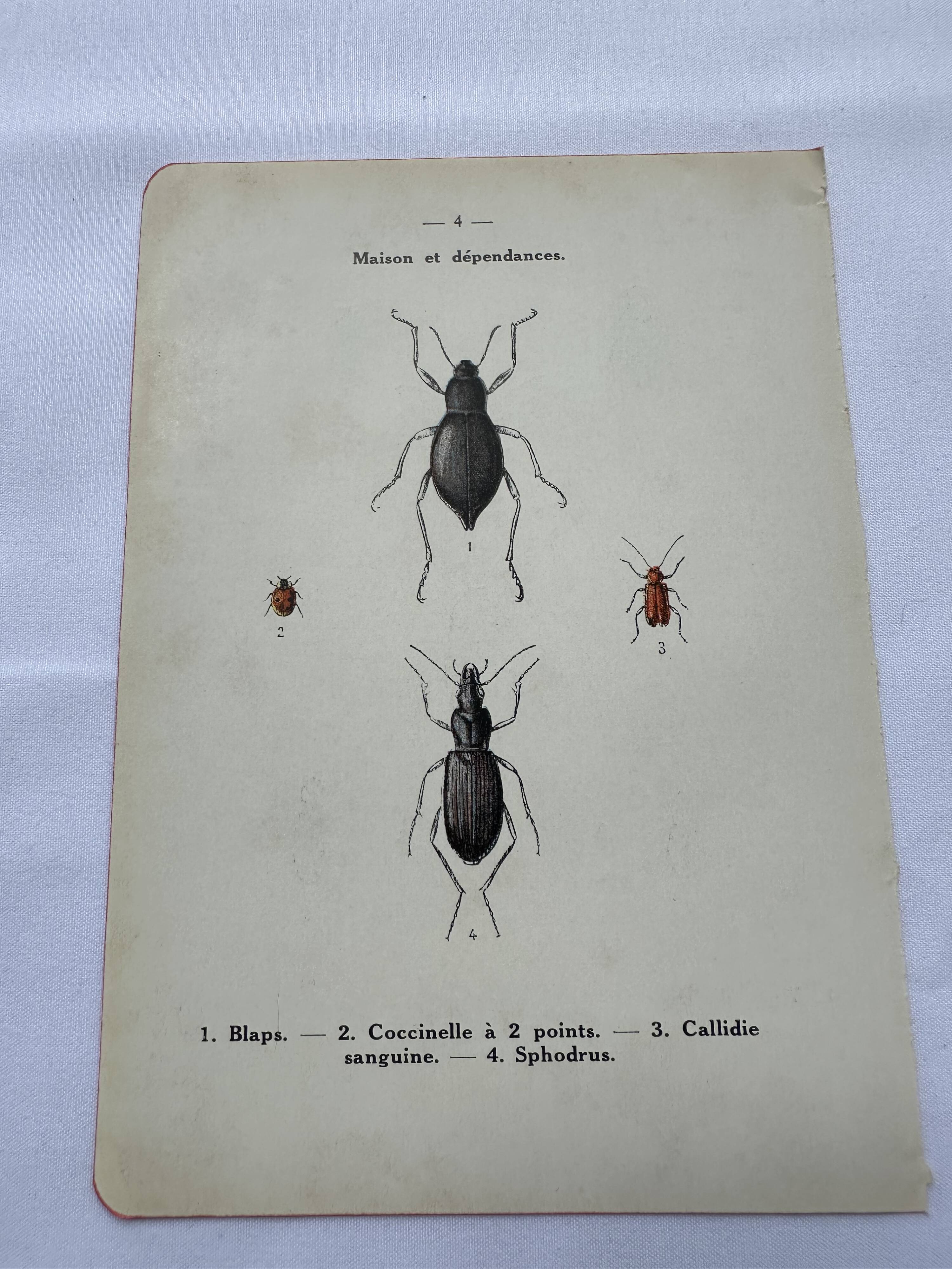 Naturalist plate insect France vintage botanical engraving