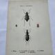 Naturalist plate insect France vintage botanical engraving
