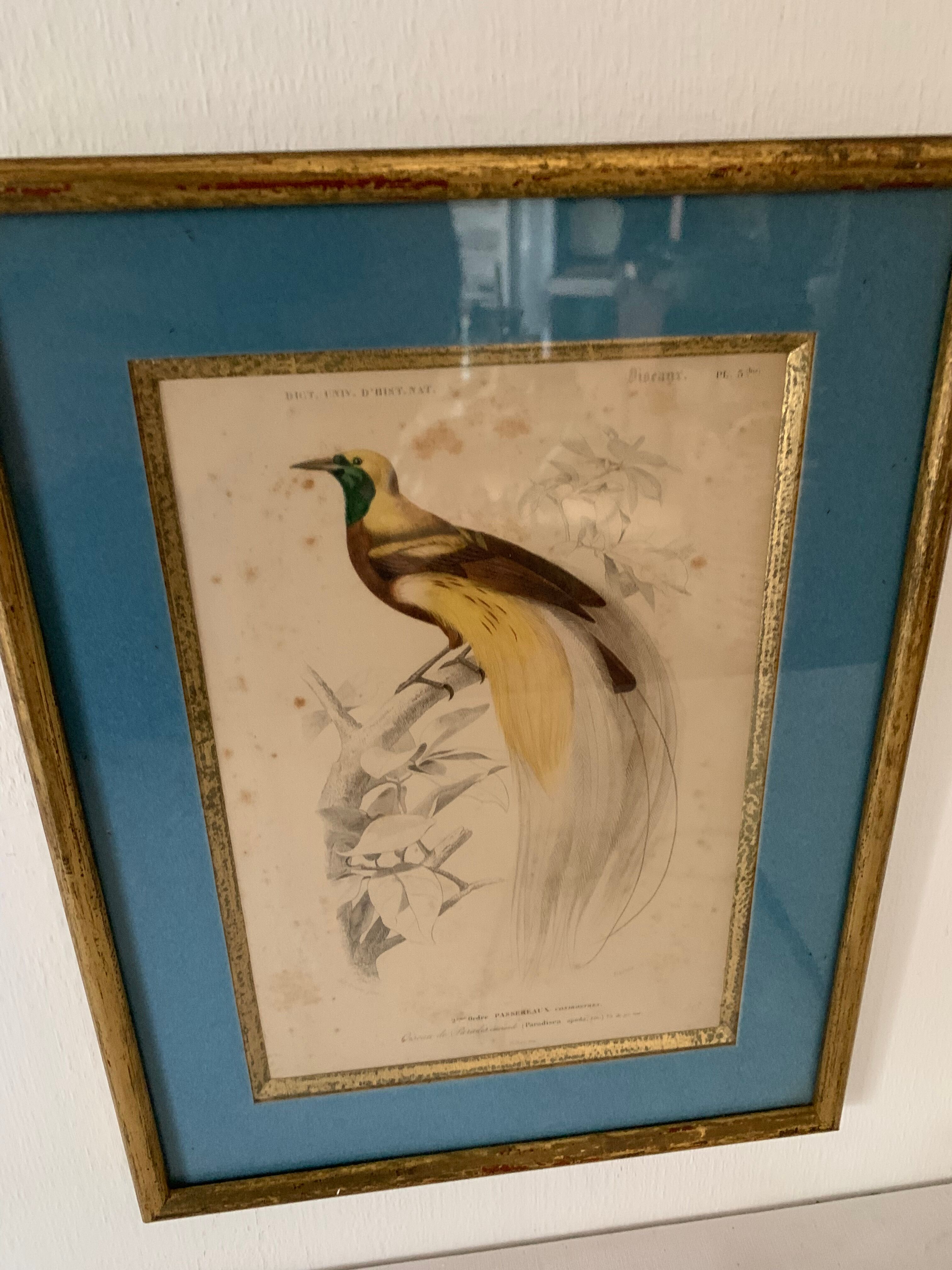 Set of 7 bird engravings