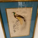 Set of 7 bird engravings