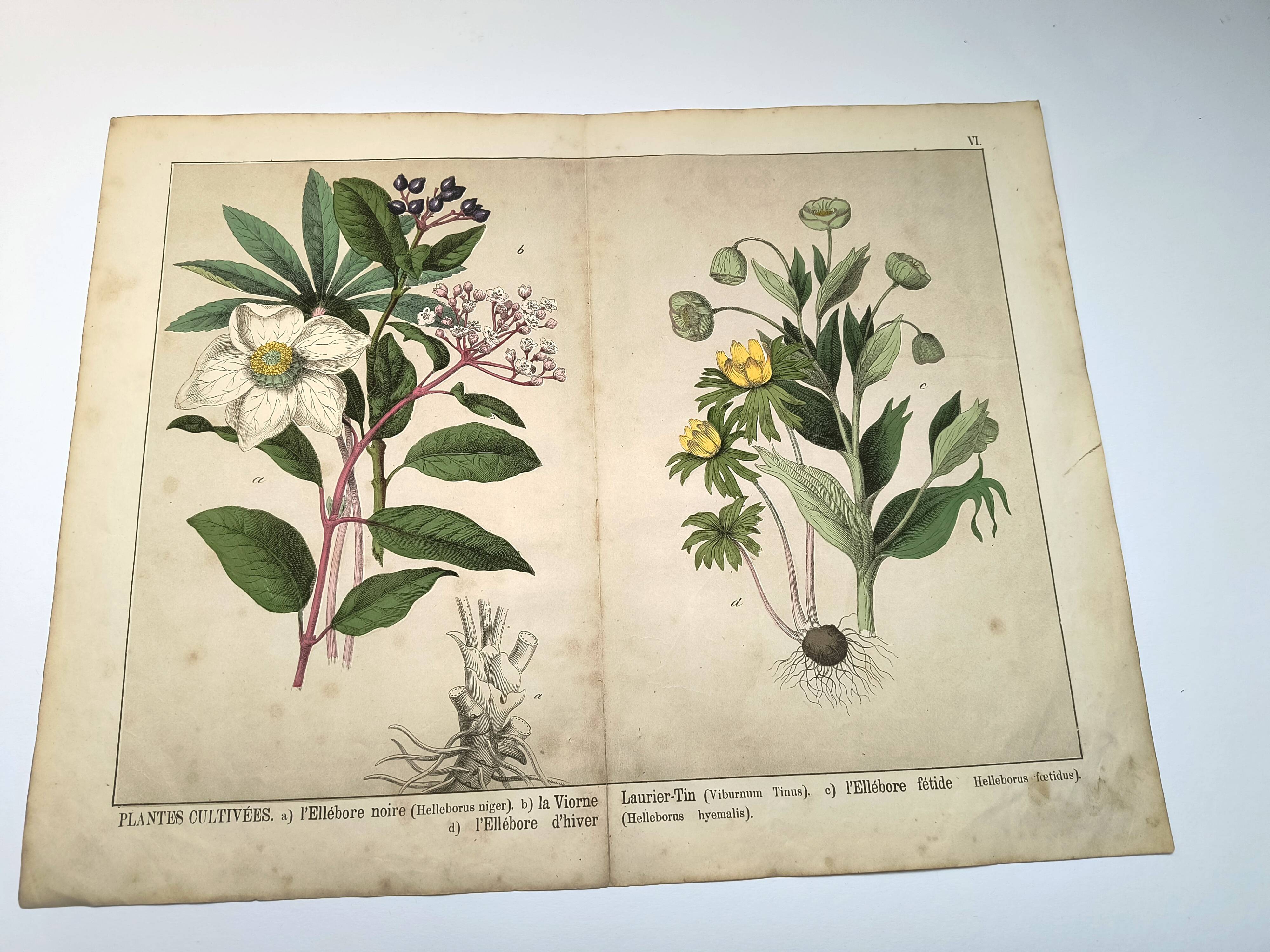 Botanical engraving from 1870 - Viburnum - flower plate lithograph poster
