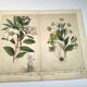 Botanical engraving from 1870 - Viburnum - flower plate lithograph poster