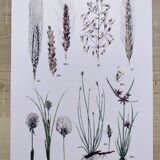 Plant poster based on an 1881 engraving "wheat"