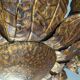 Large mid-century sunburst ceiling lamp, gilded metal with floral motif, 1950s